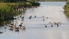 Beheerplannen Natura 2000 Laag Nederland