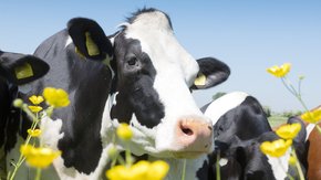 Een duurzame en gezonde bodem biedt kansen voor klimaatadaptatie en landbouw