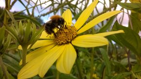 Wat kunnen wij doen voor de insecten?