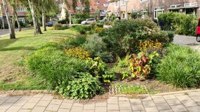 Wadi’s bieden geweldige kansen voor biodiversiteit