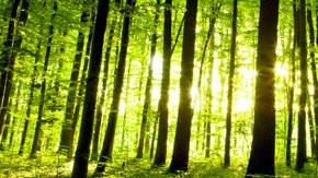 Door de bomen het bos niet meer zien