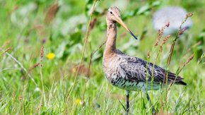 In mei leggen alle vogels een ei. Maar hoe lang nog?