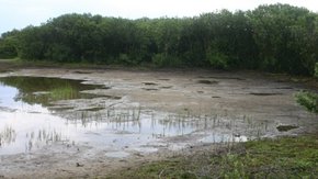 Natuurherstel Kapittelduinen