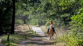 Wat paarden je leren over samenwerken met mensen