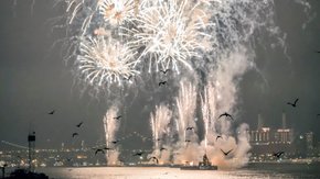 Schrikken vogels van een vuurwerkknal?